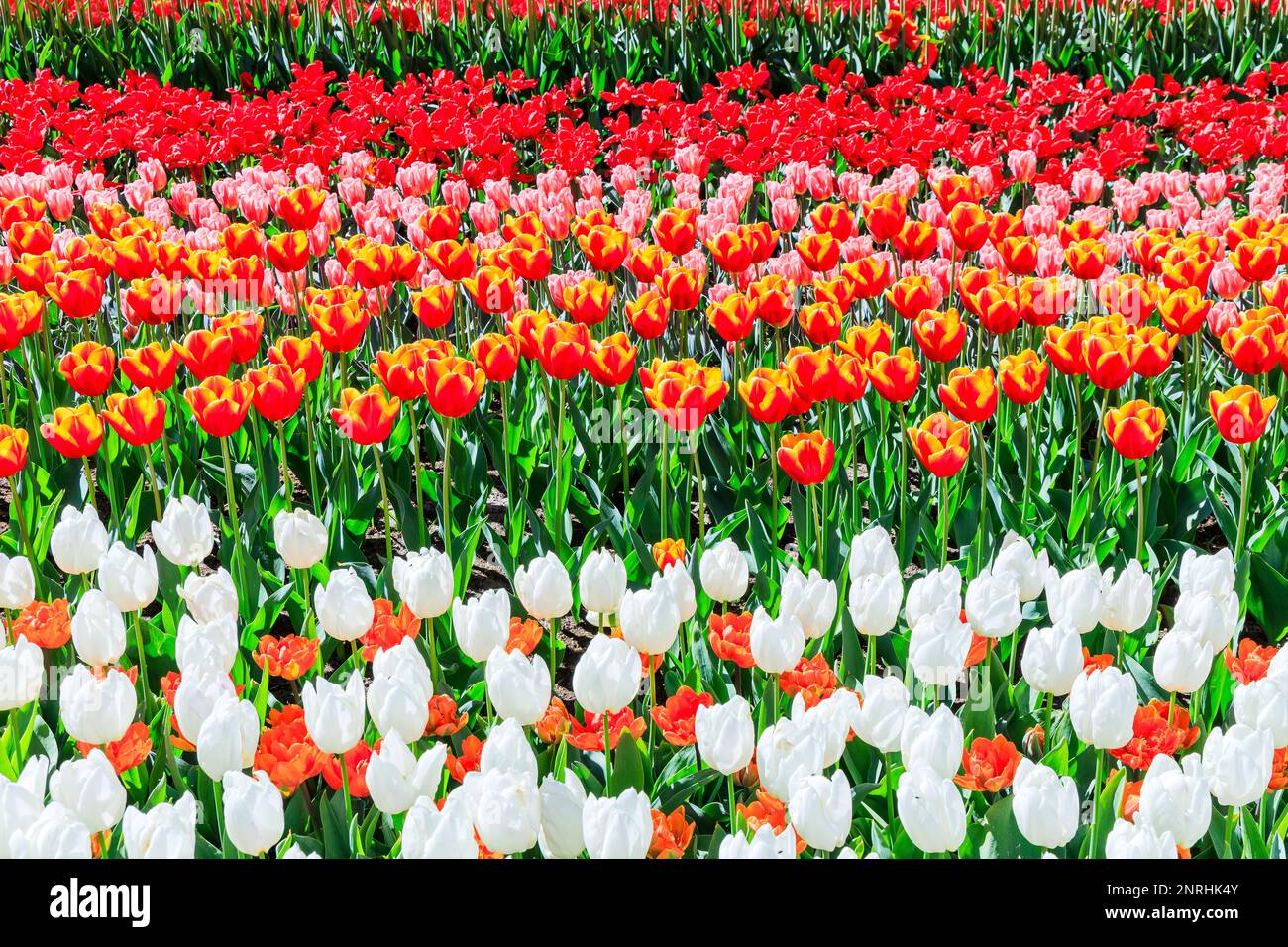Lit fleuri coloré au jardin public. Lisse, Hollande, pays-Bas. Banque D'Images
