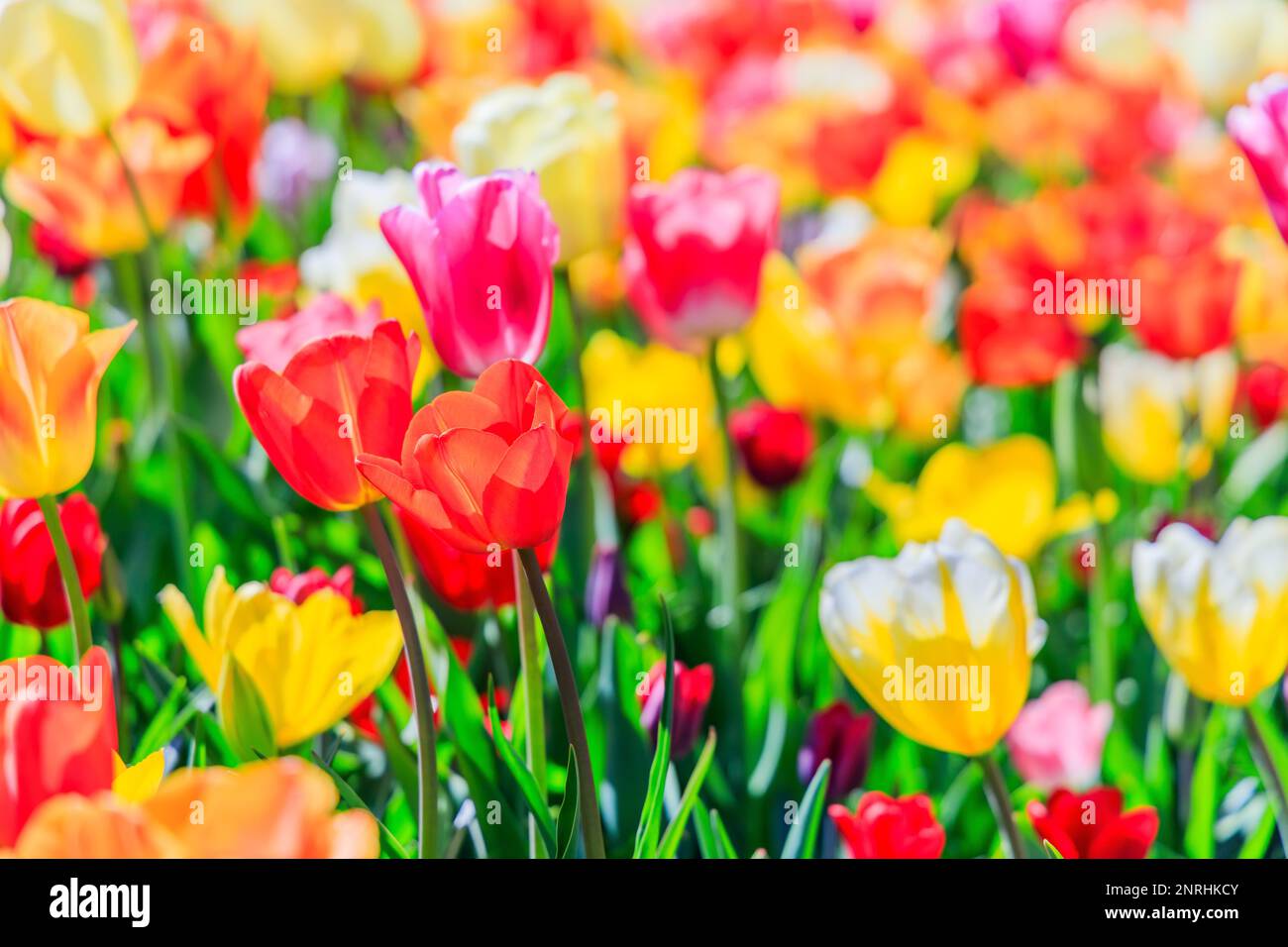 Tulipes colorées en fleurs dans le jardin public de fleurs. Lisse, Hollande, pays-Bas. Banque D'Images