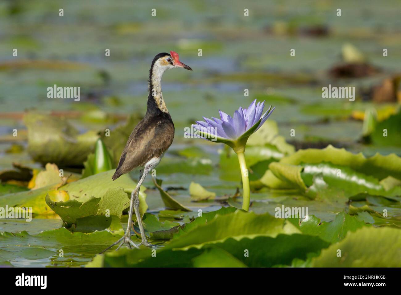 Jacana à crête de peigne avec fleur de nénuphars il a vérifié la présence de proies..Irediparra gallinacea Bundaberg Australie Banque D'Images