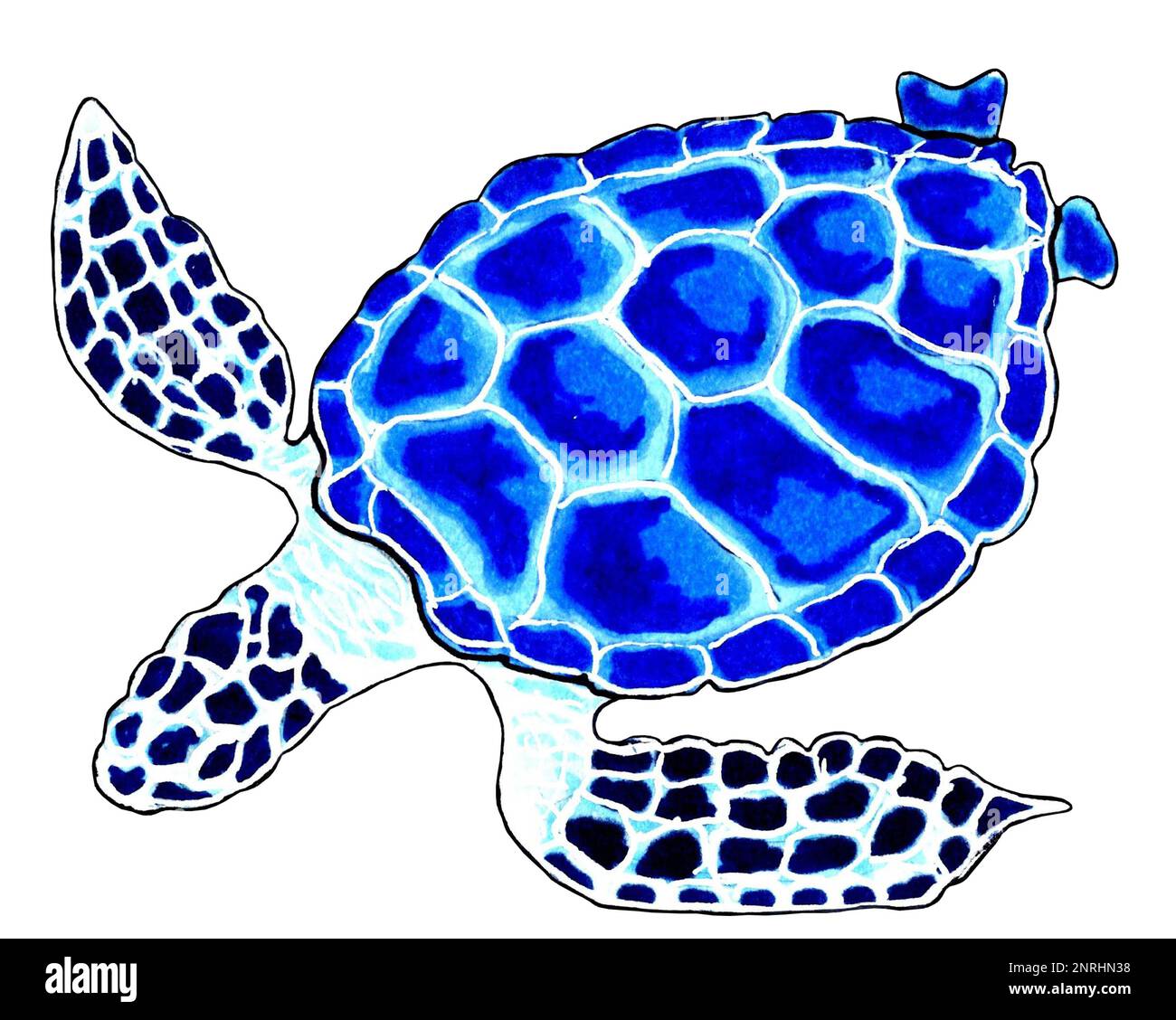 Carapace bleu tortue de mer et palmes à pois. Illustration JPEG animaux marins. Banque D'Images