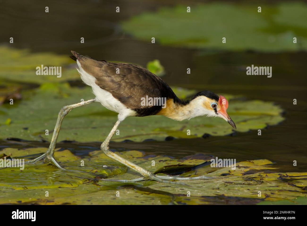 Ragoût de Jacana sur des coussins de nénuphars. Irediparra gallinacea Bundaberg Australie Banque D'Images