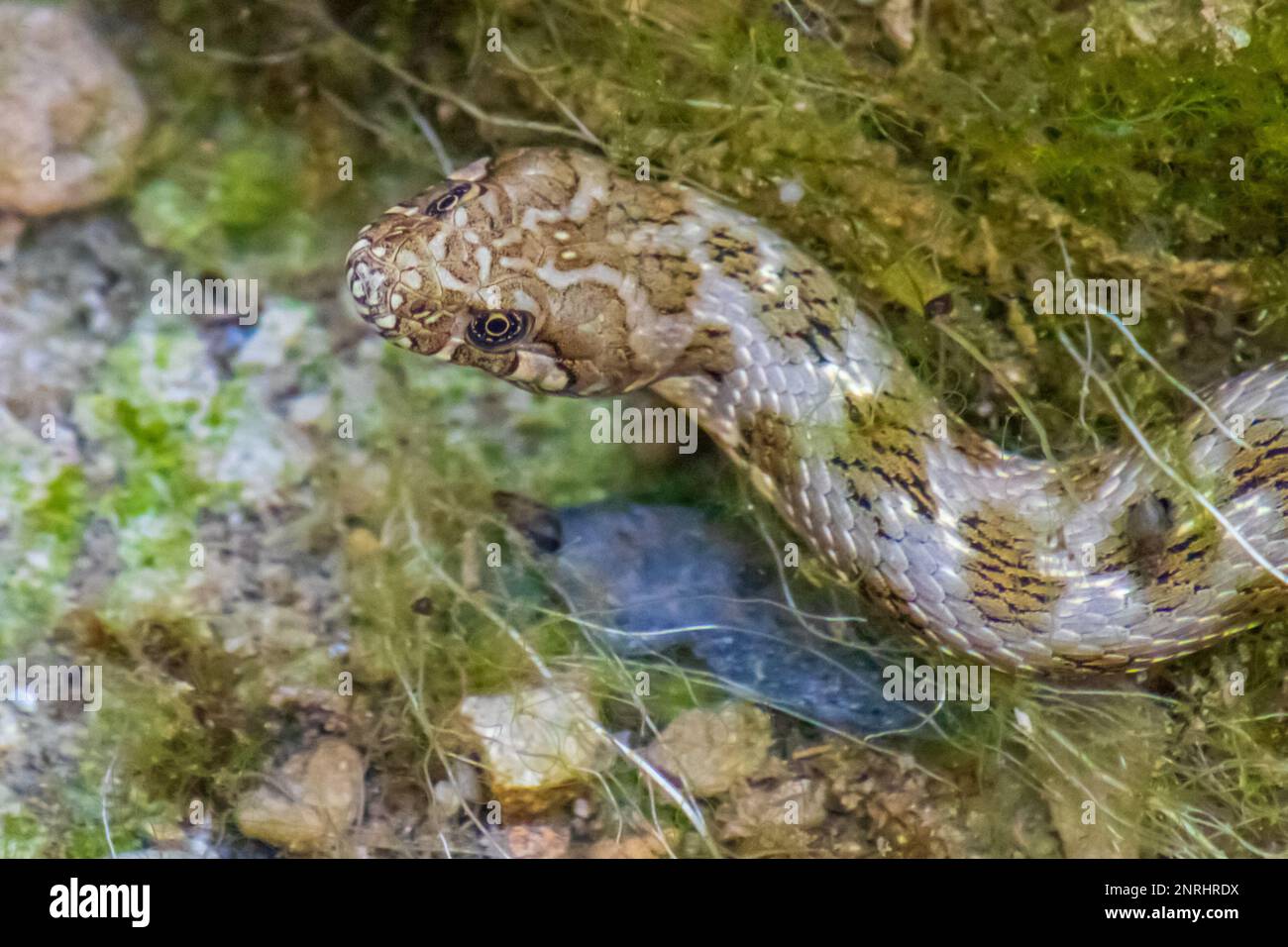 Natrix maura, serpent de Viperine avec sa tête hors de l'eau Banque D'Images
