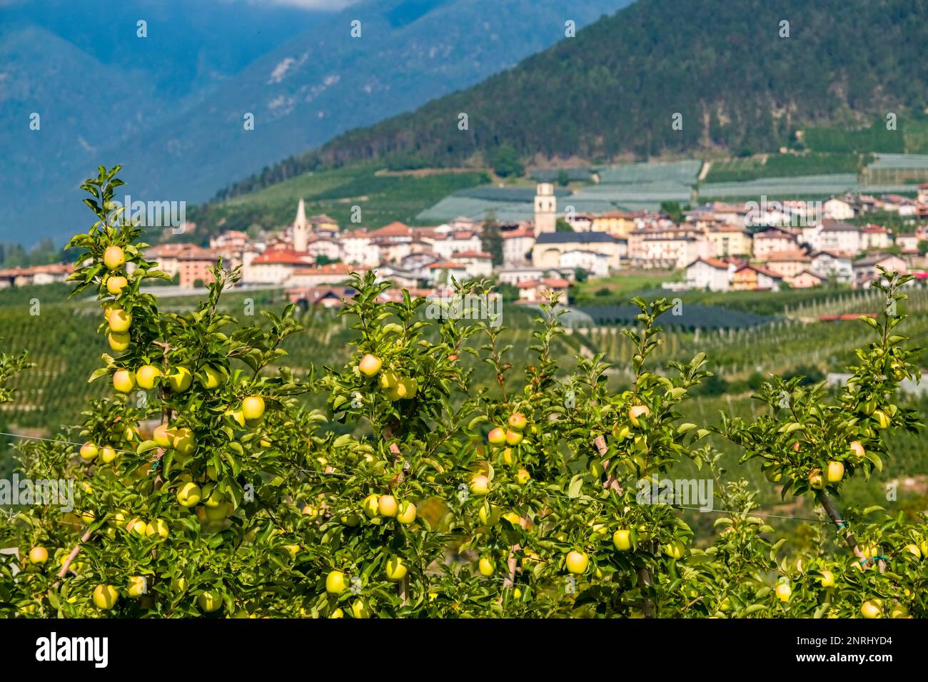 Paysage agricole avec des collines, des vergers de pommiers et la petite ville de Revo au loin. Banque D'Images