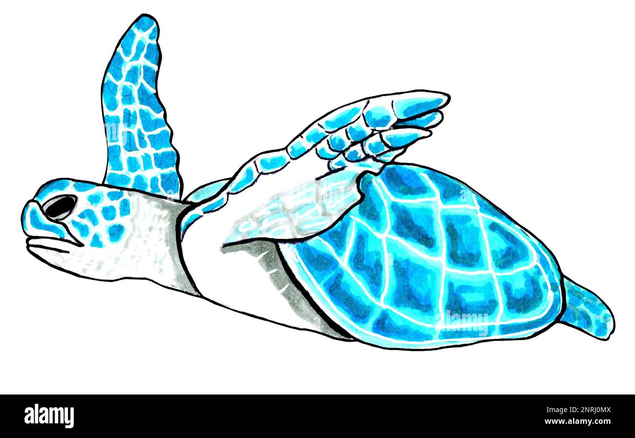 Turquoise de tortue de mer. Illustration JPEG animaux marins. Banque D'Images