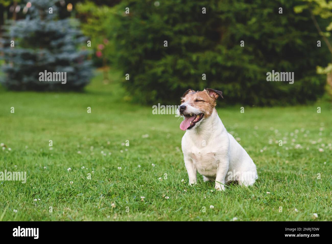 Joyeux chien heureux avec les yeux fermés assis sur l'herbe dans le parc après le jeu actif Banque D'Images