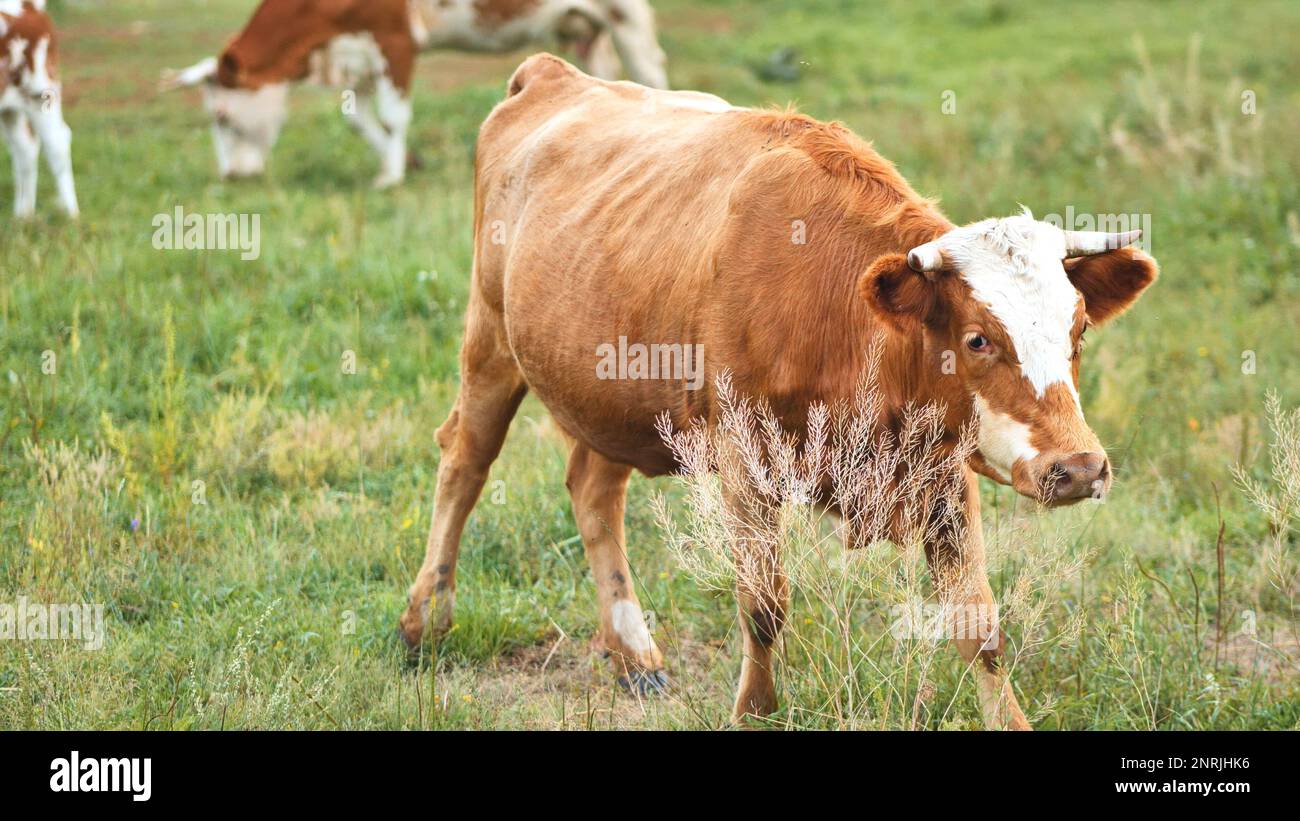 Vaches rouges paissant dans un pâturage par jour nuageux. Banque D'Images