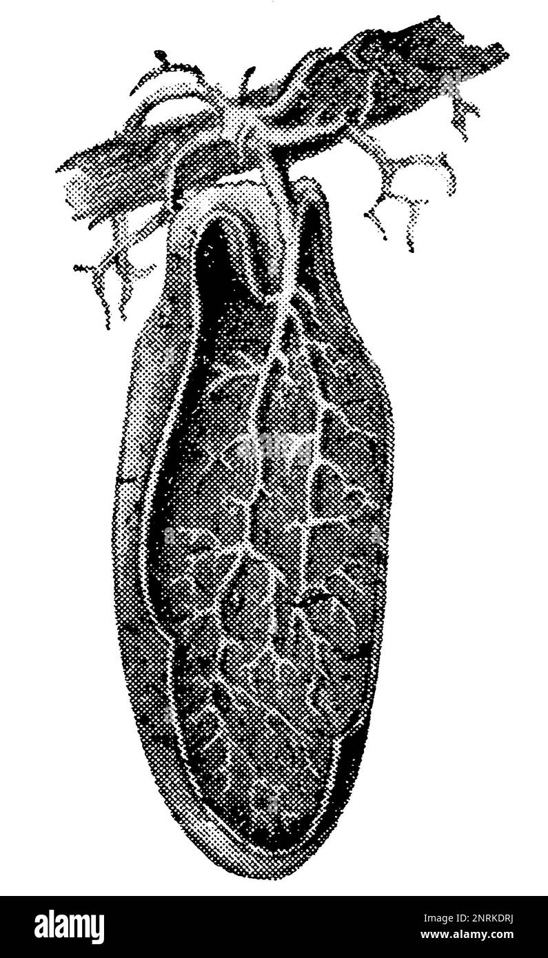 Les feuilles de la plante tropicale Dischidia Major dans une section. Publication du livre 'Meyers Konversations-Lexikon', Volume 2, Leipzig, Allemagne, 1910 Banque D'Images