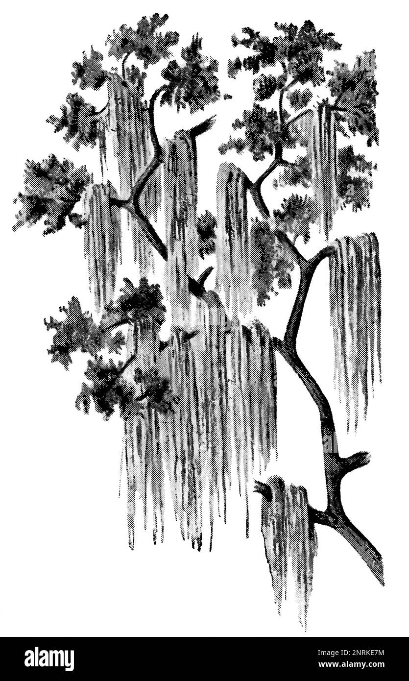 Une plante tropicale de la mousse espagnole (Tillalandsia usneoides). Publication du livre 'Meyers Konversations-Lexikon', Volume 2, Leipzig, Allemagne, 1910 Banque D'Images