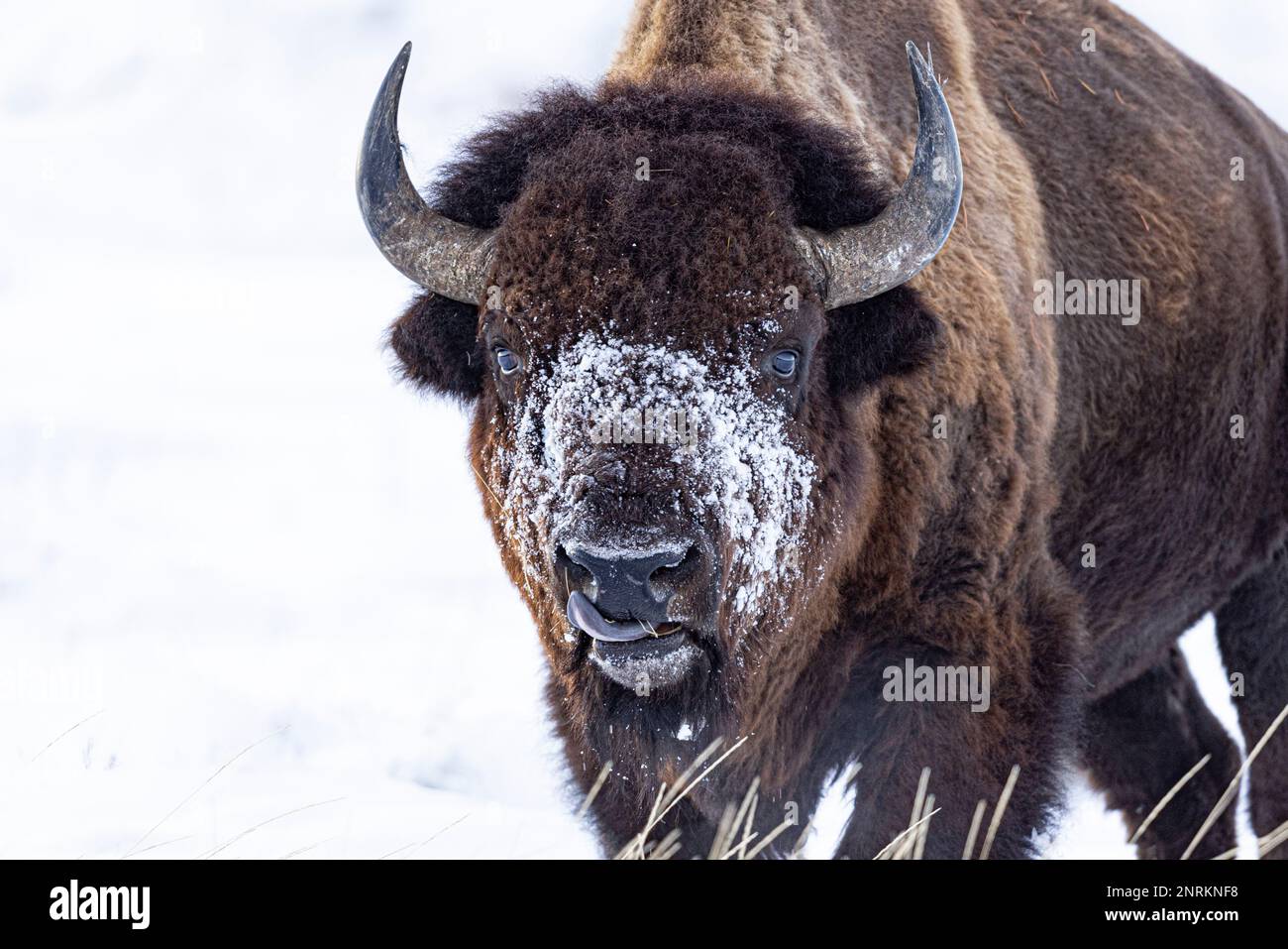 Un grand bison américain qui traverse un paysage enneigé en hiver Banque D'Images