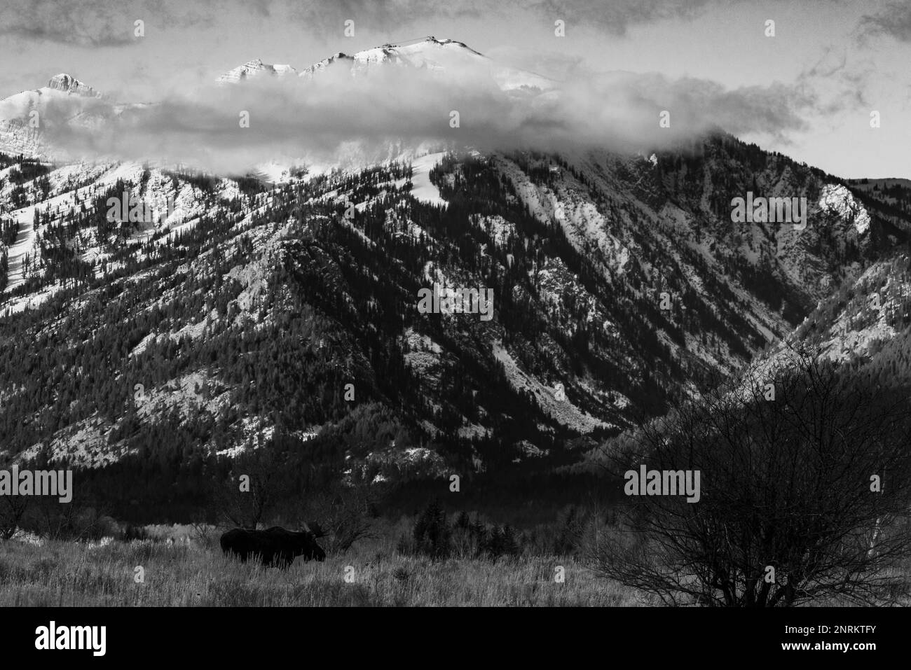 Paysage en niveaux de gris d'une montagne couverte de neige et de forêt par un jour sombre Banque D'Images