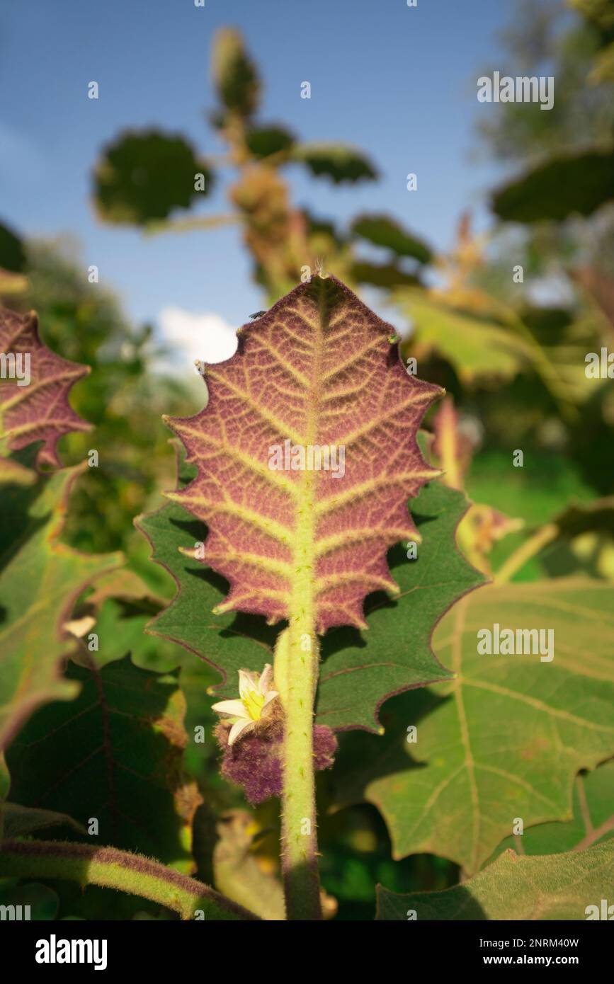 Feuille verte et pourpre et fleur de l'arbre de naranjilla gros plan sur une journée ensoleillée. Nom scientifique: Solanum quitoense Banque D'Images