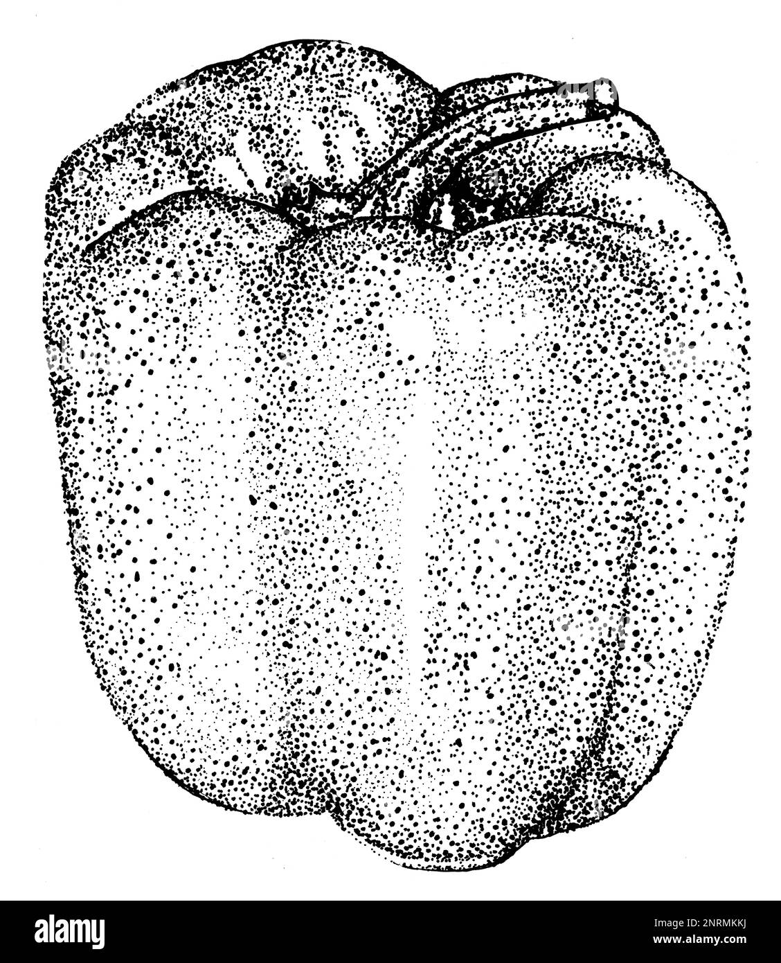 Illustration de la gravure à la main au format JPEG haute résolution, poivre poivre légume, dessin à la main, à l'encre. Banque D'Images