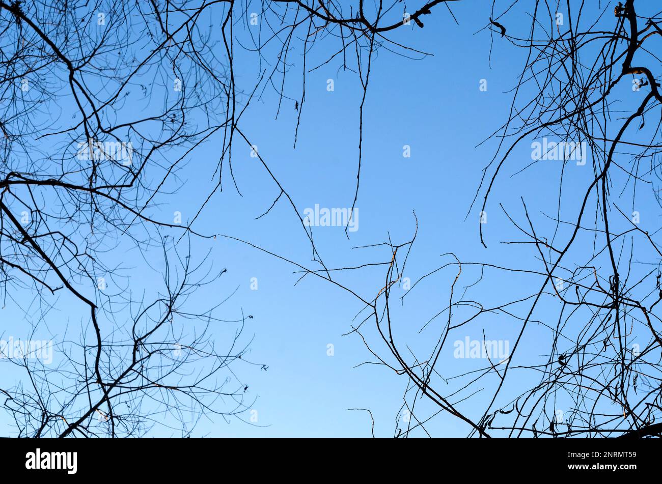 Branches d'arbre de printemps sans feuilles contre le ciel bleu. Banque D'Images