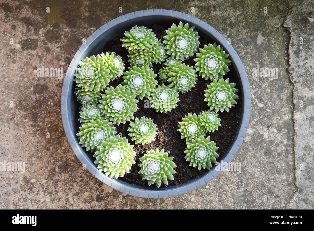 Sempervivum Arachnoideum succulents (Cobweb Houseleeeeeeeeks) poussant dans le pot Banque D'Images