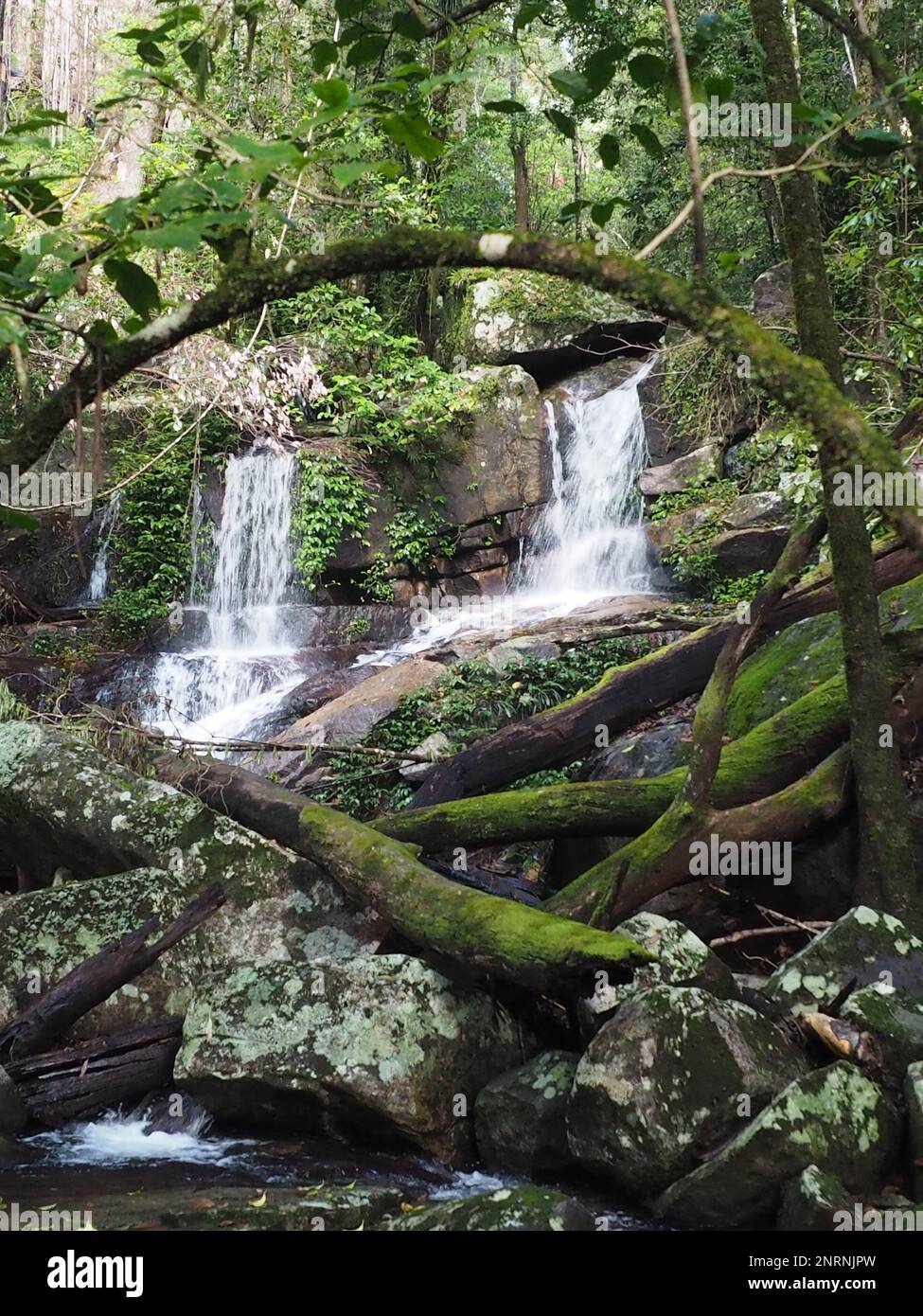 Petites cascades dans le parc national de Washpool, Nouvelle-Galles du Sud Banque D'Images