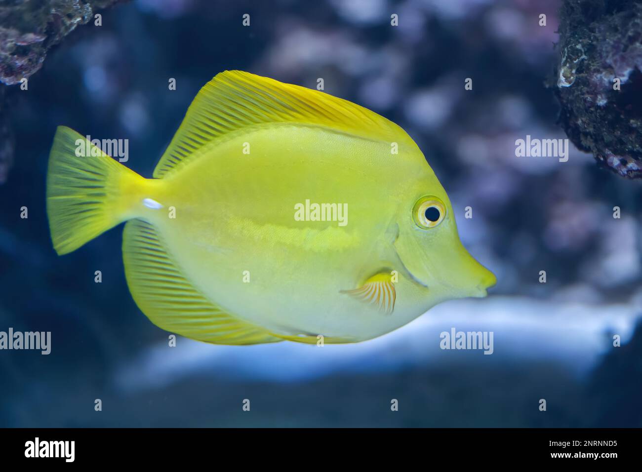Les poissons d'eau salée du Tang jaune (Zebrasoma flavescens) de la famille des Acanthuridae. Banque D'Images
