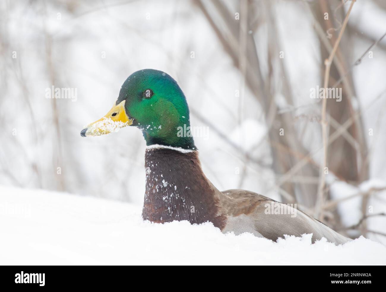 Le canard colvert mâle drake assis dans la neige fraîche tombée le long de la rivière des Outaouais au Canada Banque D'Images