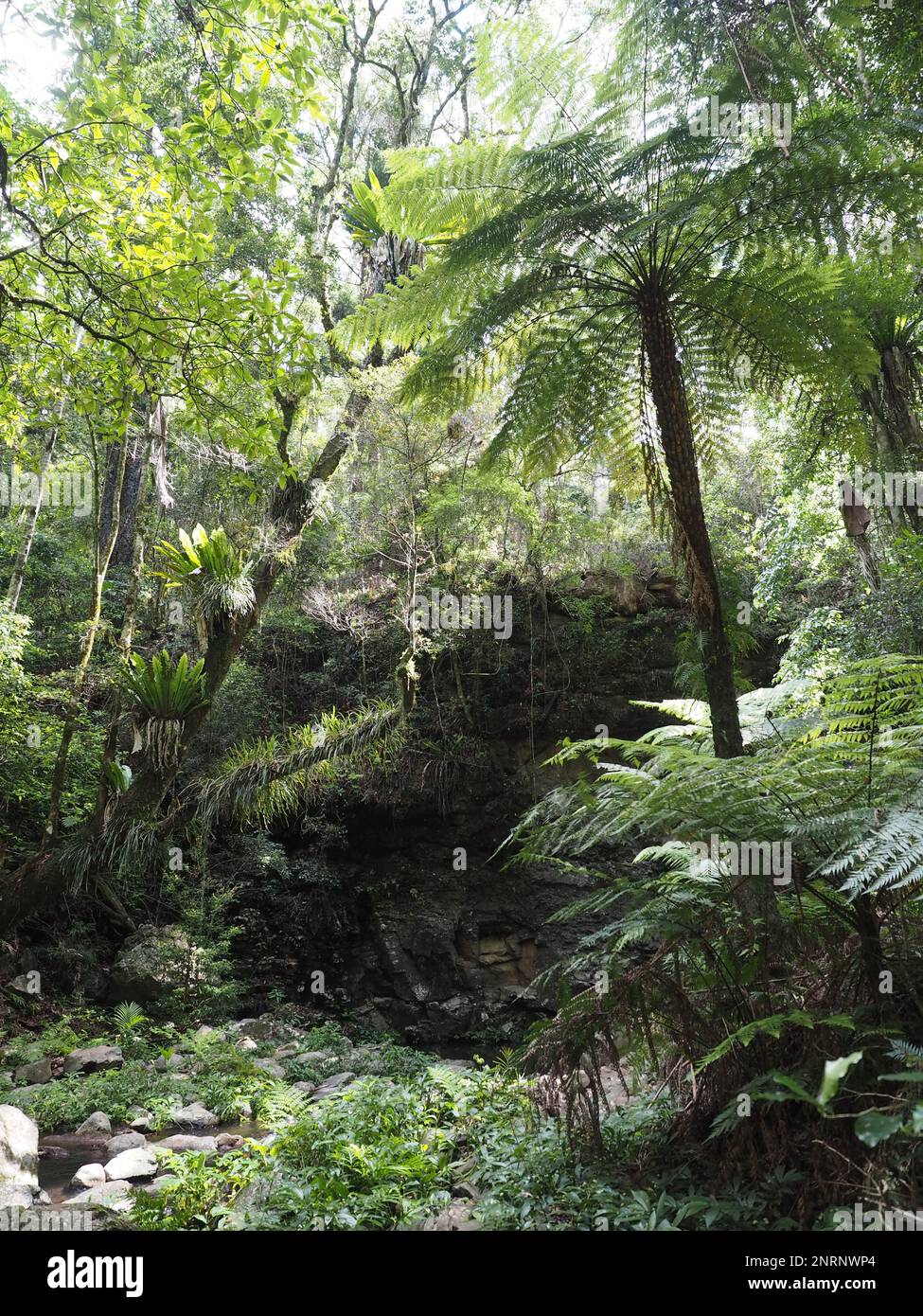 Trre Fern (Sphaeropteris cooperi) dans la forêt tropicale par un sentier de randonnée dans le parc national de main Range Banque D'Images