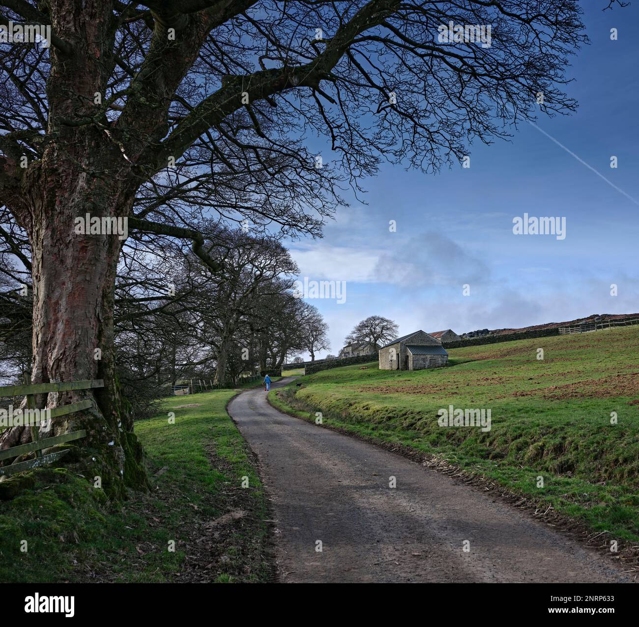 Route à voie unique menant à la haute zone des landes de Colsterdale. Yorkshire du Nord Banque D'Images