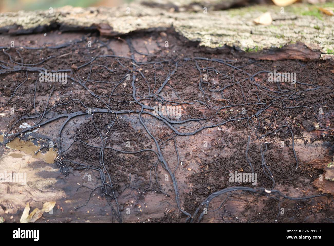 Un réseau de fils de champignons appelés rhizomorphes de miel champignon Armillaria mellea sur un vieux tronc d'arbre. Banque D'Images