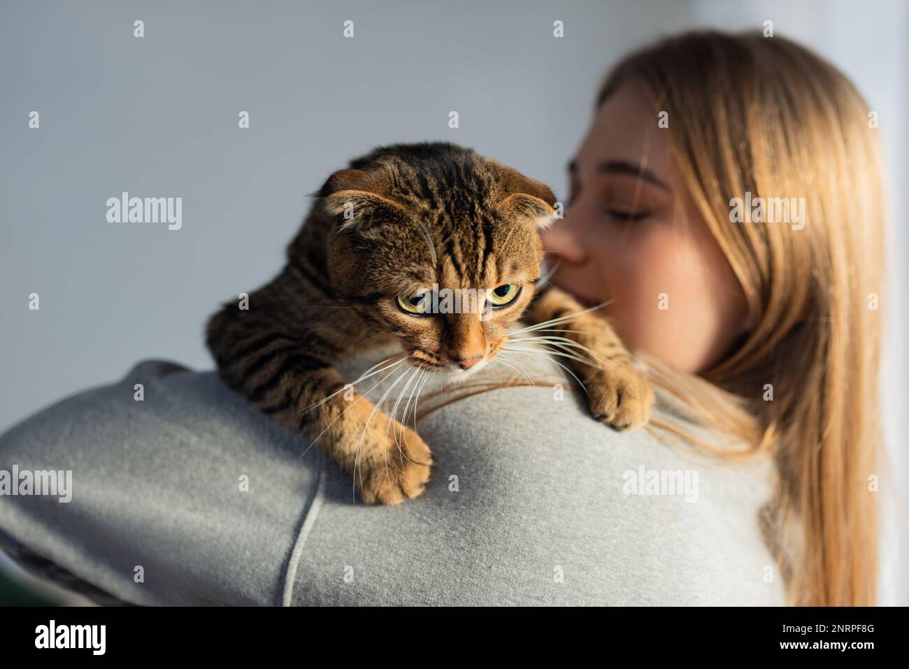 Décontracté jeune femme Blonde tient l'épaule un mignon chat écossais de Tabby à l'oeil vert et l'épouse à la maison à la fenêtre, le concept de l'amour et de prendre soin des animaux de compagnie Banque D'Images