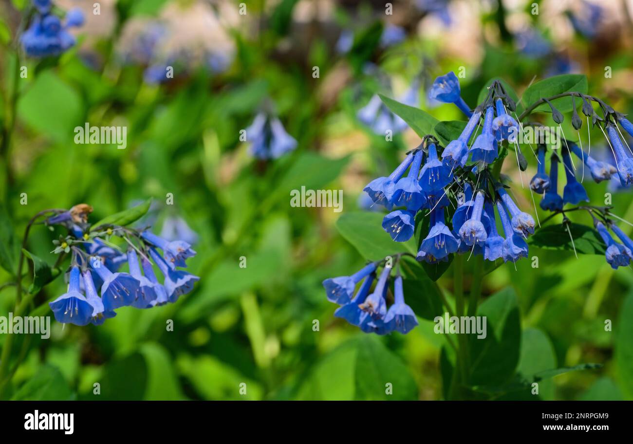 Grappes de cloches sauvages en croissance au début du printemps Banque D'Images