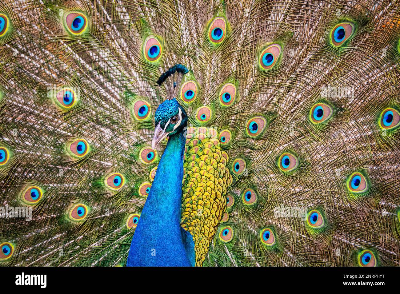Portrait de belles plumes de paon avec Banque D'Images