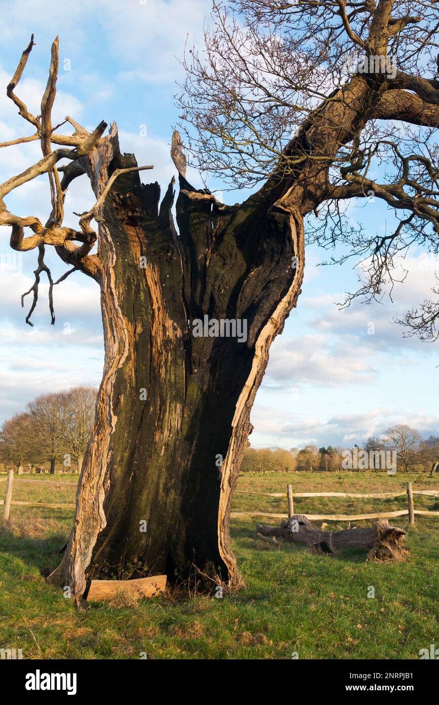 Un ancien arbre creux (probablement Oak) dans Bushy Park, Londres, qui est encore vivant plutôt que mort malgré être divisé en deux et vide, à l'exception du tronc extérieur vivant et de l'écorce. ROYAUME-UNI. (133) Banque D'Images