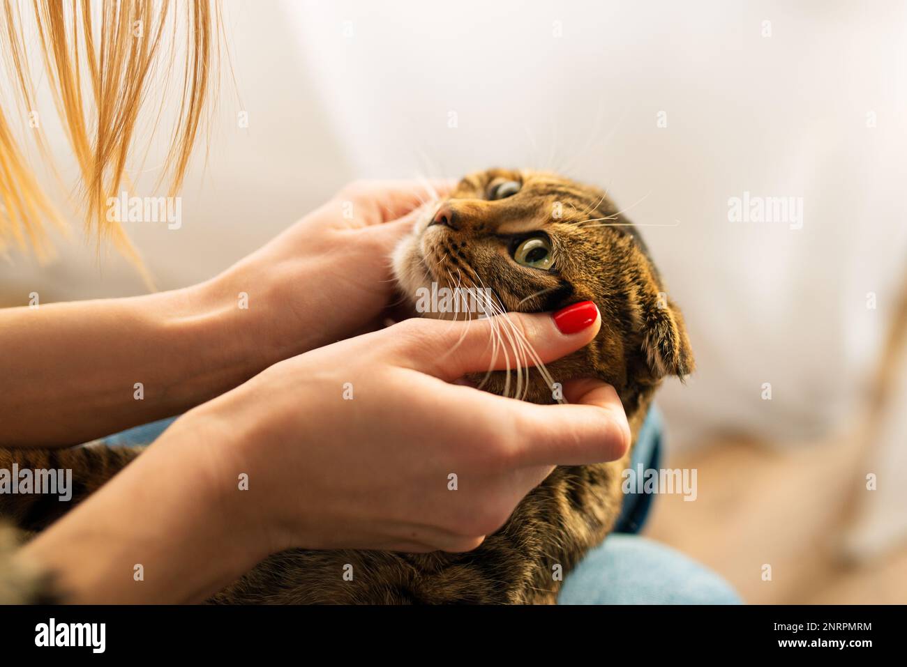 En gros plan, une femme tient dans ses mains un adorable chat écossais tabby aux yeux verts qui s'assoit sur ses genoux dans ses bras et l'encadre, le concept aimant et les animaux de compagnie Banque D'Images