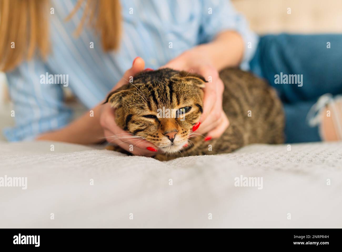 En gros plan, une femme tient dans ses mains un adorable chat écossais tabby aux yeux verts qui s'assoit sur ses genoux dans ses bras et l'encadre, le concept aimant et les animaux de compagnie Banque D'Images