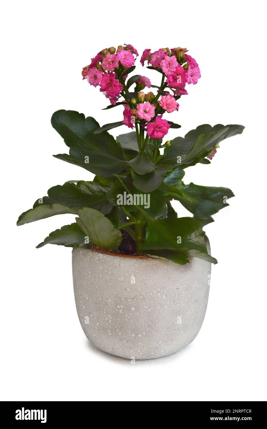 Plante rose de Kalanchoe blossfeldiana en pot isolée sur fond blanc Banque D'Images