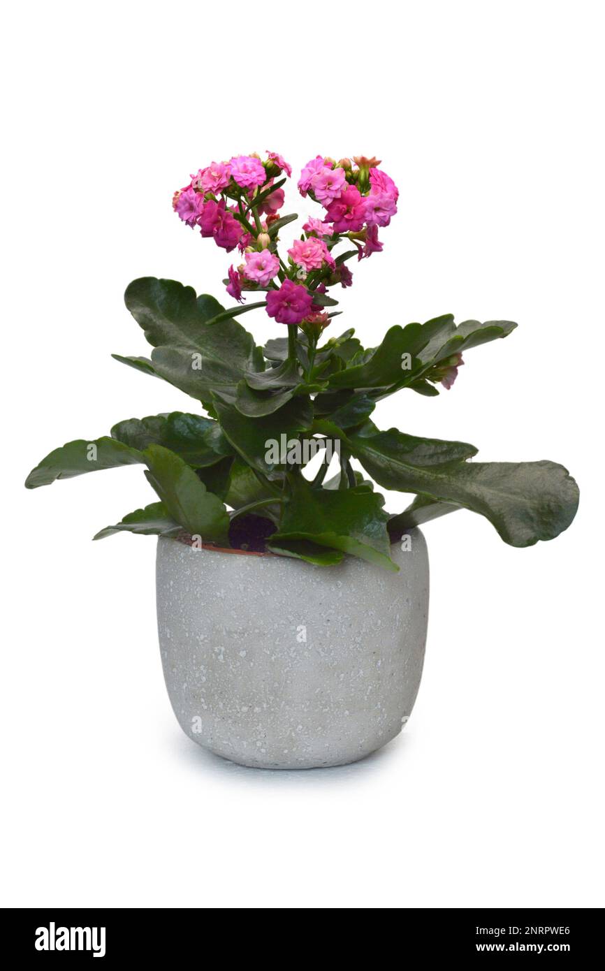 Plante rose de Kalanchoe blossfeldiana en pot isolée sur fond blanc Banque D'Images