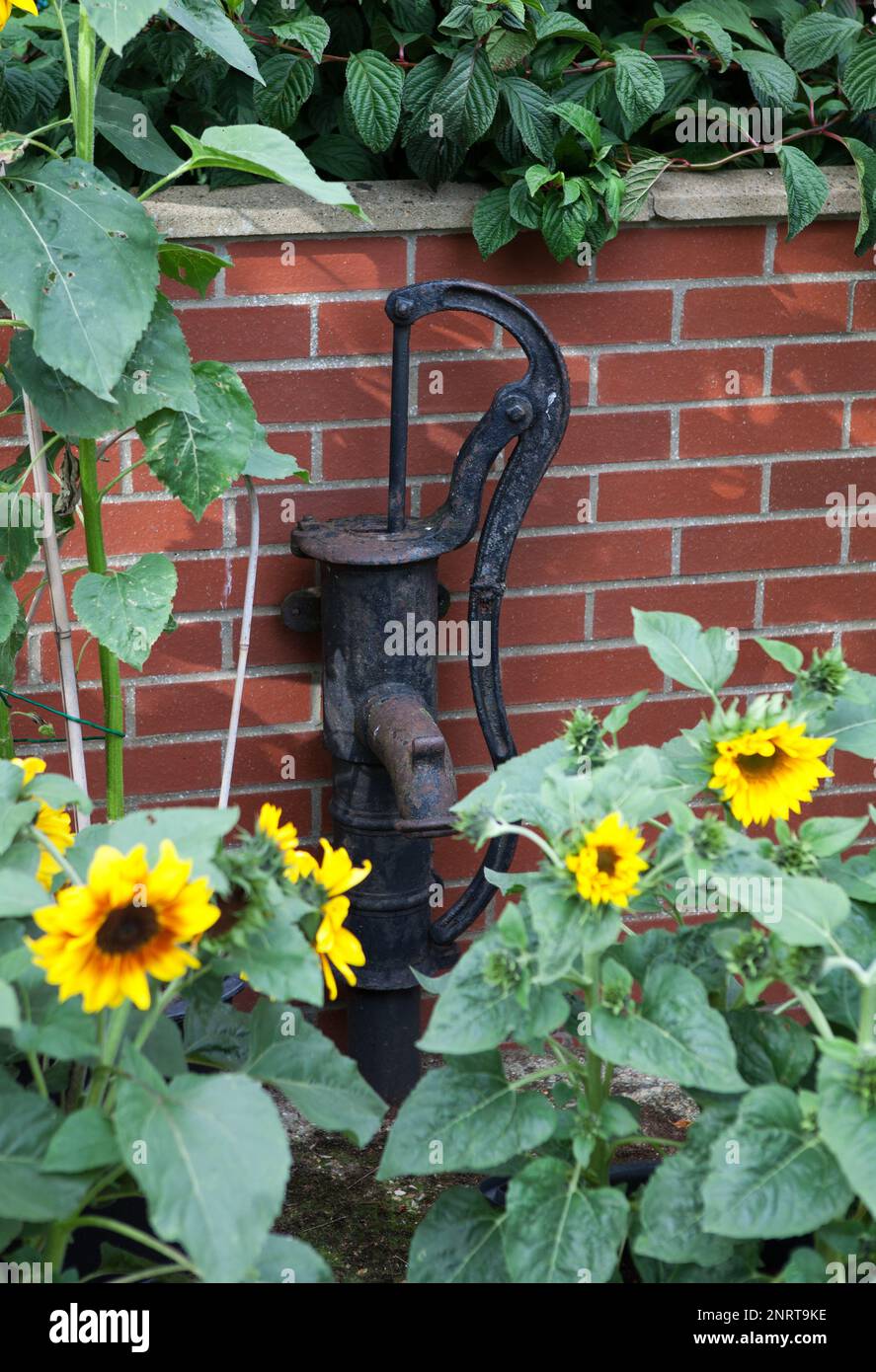 Tournesols nains poussant près d'une vieille pompe à eau à main devant un mur de briques rouges dans un jardin anglais de campagne, Royaume-Uni Banque D'Images