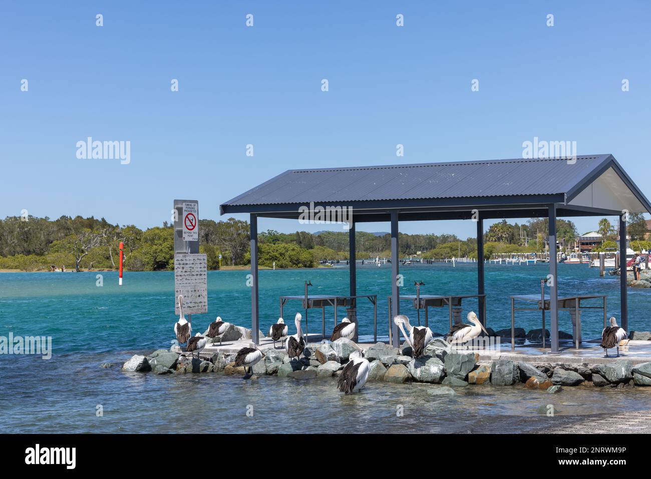 Pélicans se rassemblant à la station de nettoyage des poissons près de la rampe d'accès à Tuncurry, Nouvelle-Galles du Sud, Australie Banque D'Images