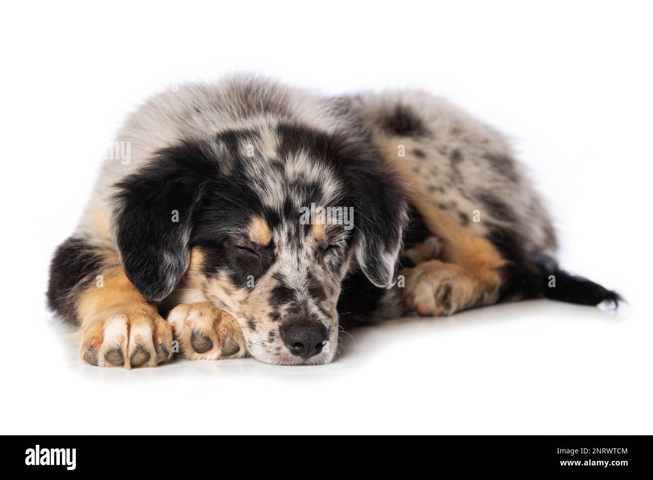 Vieux chiot de troupeau allemand couché isolé sur fond blanc Banque D'Images