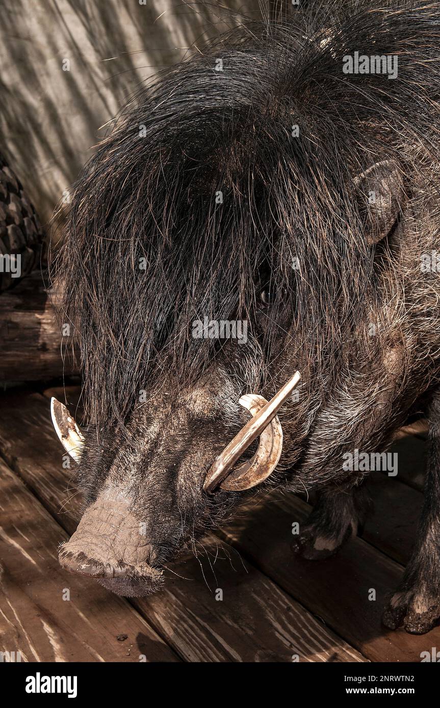 Le cochon de guerre de Visayan, une espèce en voie de disparition aux Philippines Banque D'Images