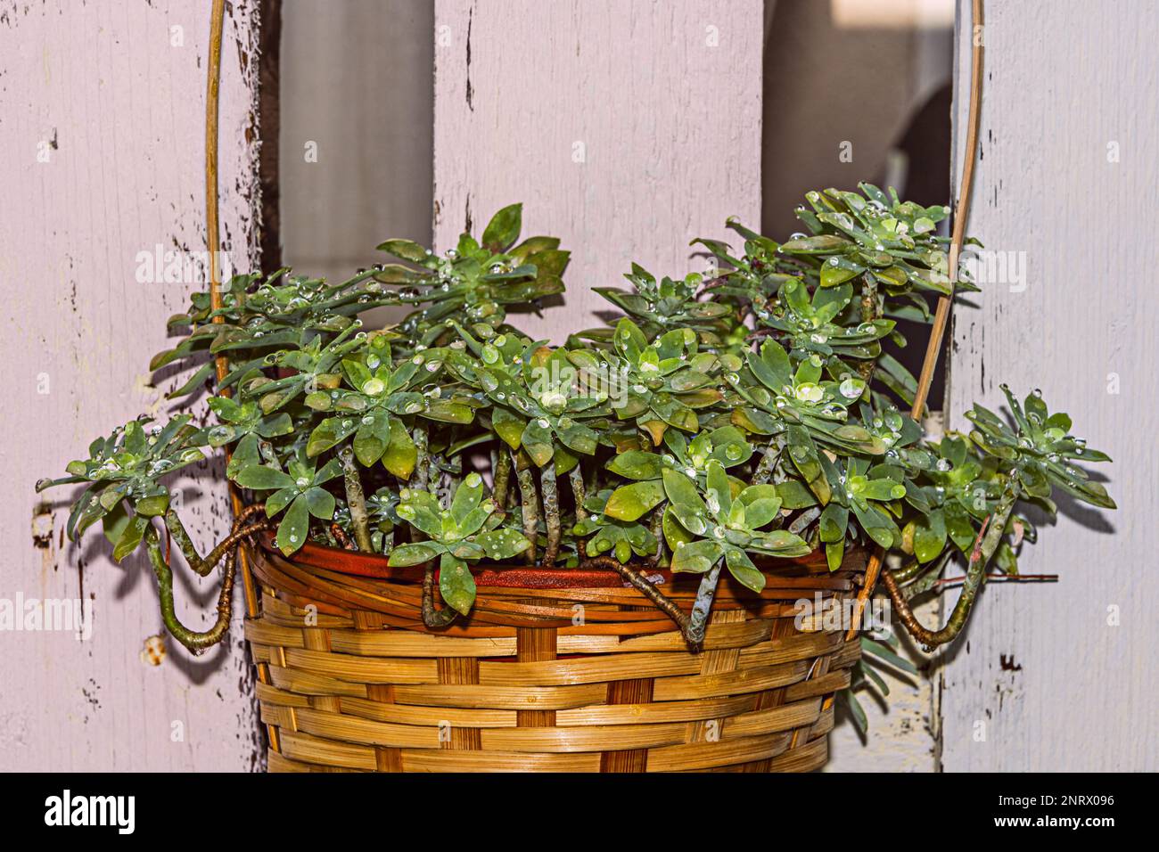 Une plante succulente avec de multiples tiges dépassant d'un panier en osier avec des gouttelettes d'eau sur les pétales et dans le fond de planches en bois Banque D'Images