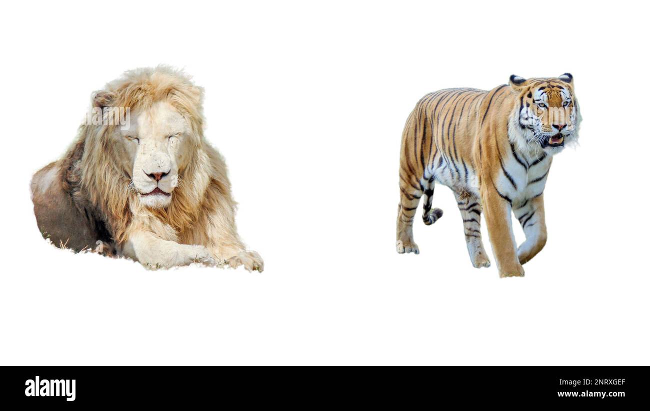 Collage avec tigre et lion isolé sur fond blanc Banque D'Images
