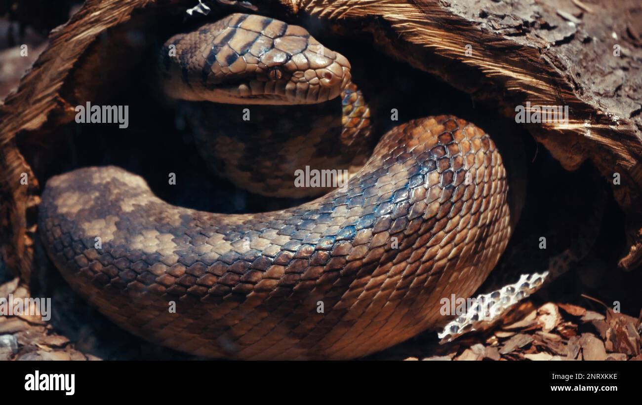 Un grand python réticulé et écailleux s'enroule dans un nœud et attend une victime. Un magnifique motif sur la peau scintille avec un arc-en-ciel Banque D'Images