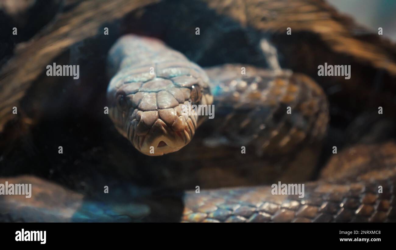 Un grand python réticulé et écailleux s'enroule dans un nœud et attend ...