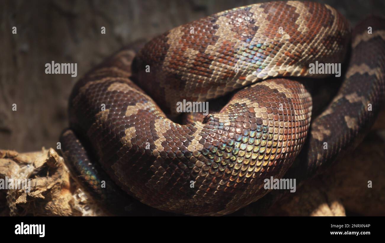 Un grand python réticulé et écailleux s'enroule dans un nœud et attend une victime. Un magnifique motif sur la peau scintille avec un arc-en-ciel Banque D'Images