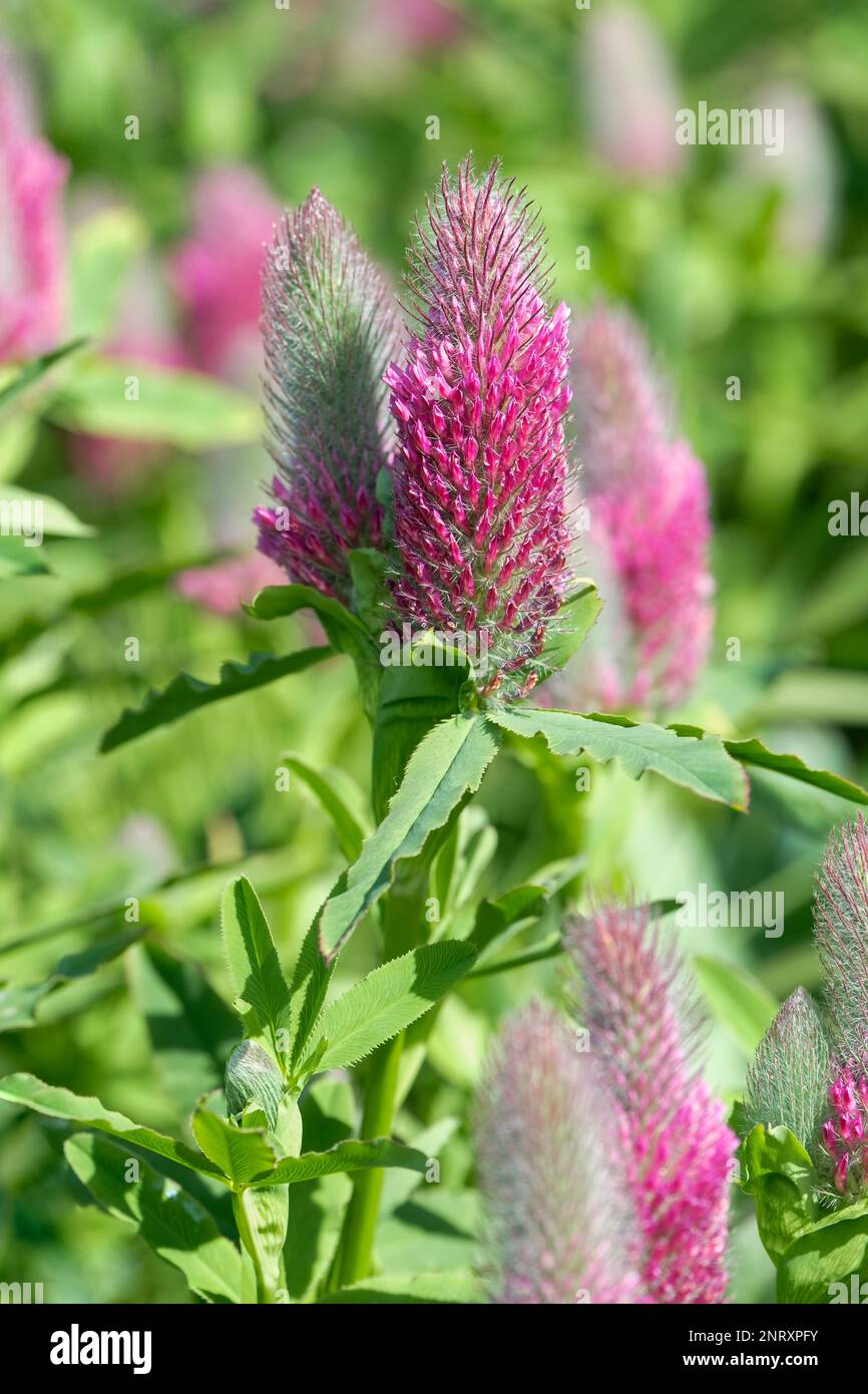 Trifolium rubens, trèfle à la dérive, vivace, fleurs rouge-violet foncé provenant du bas du groupe Banque D'Images