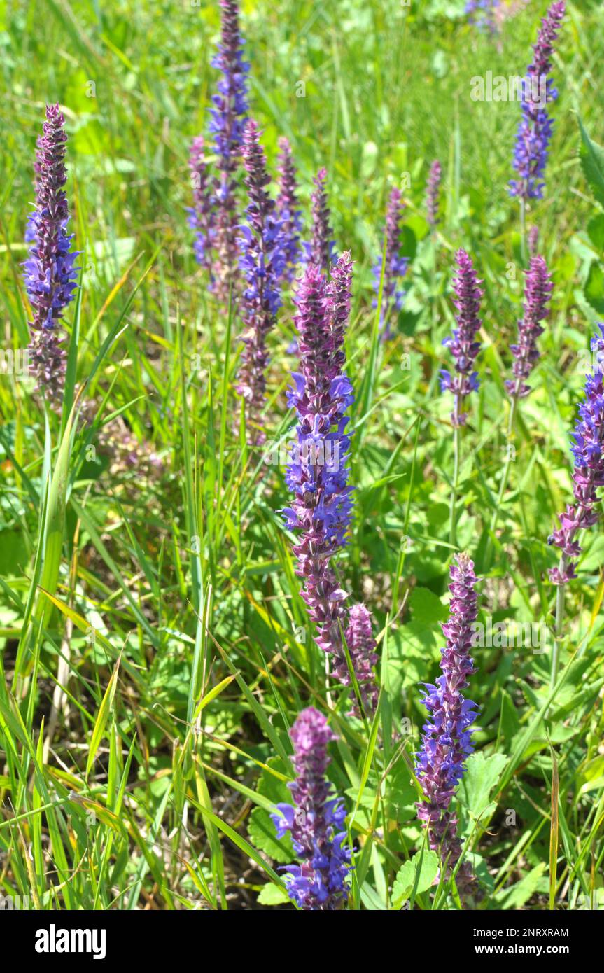 La sauge (salvia nemorosa) pousse parmi les graminées dans la nature Banque D'Images