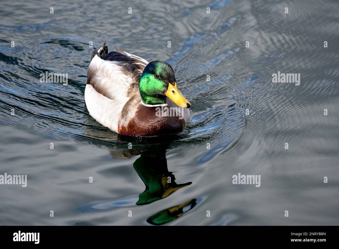 Un canard sallard vibrant nageant avec son reflet dans l'eau Banque D'Images