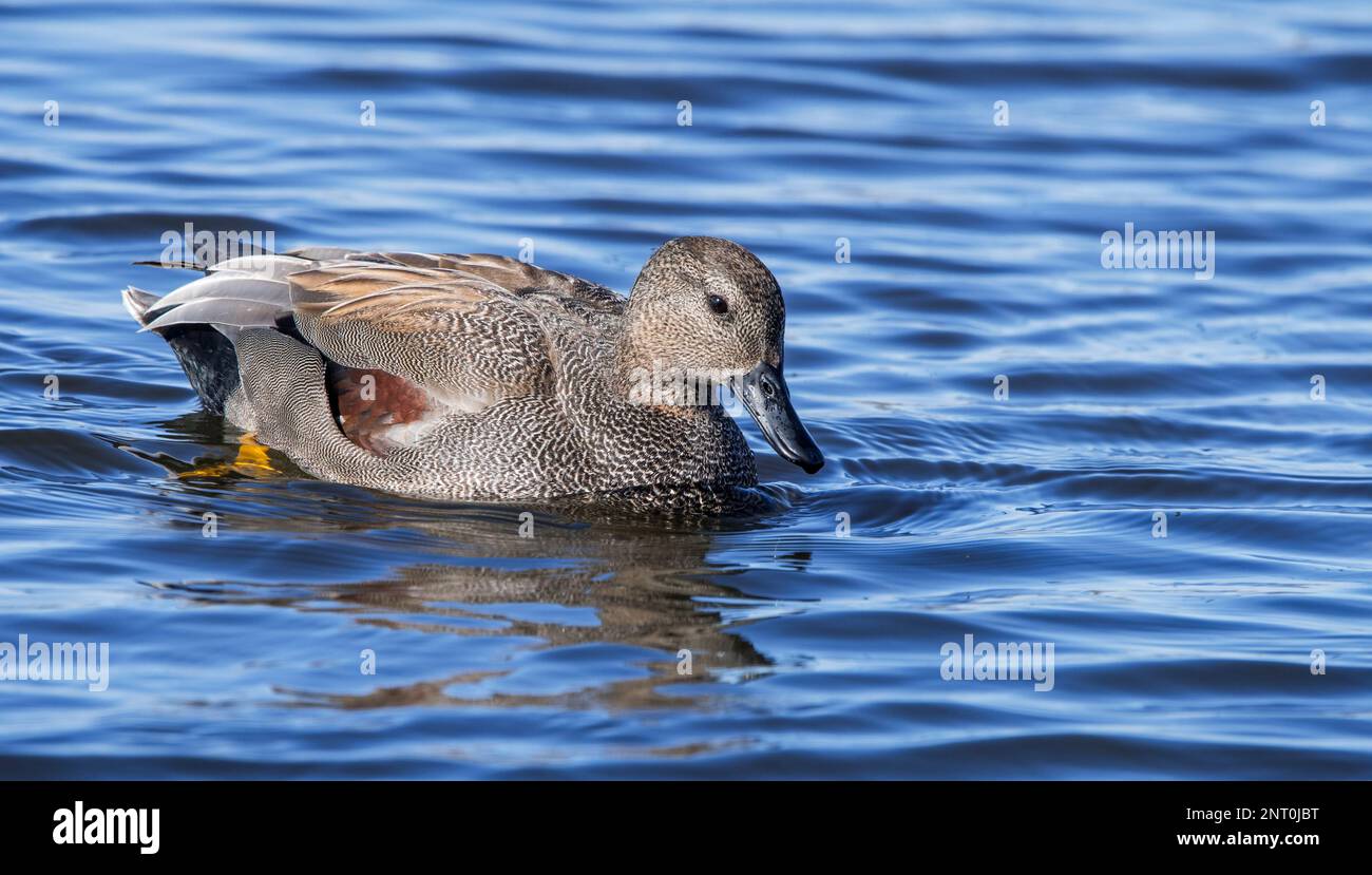 Gadwall (Mareca streppera / Anas streppera) homme / drake canard dabbling nageant dans l'étang en hiver Banque D'Images