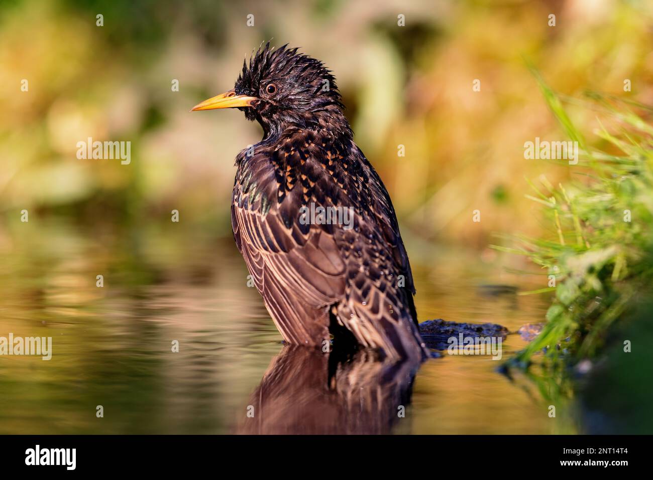 Esturling européen (Sturnus vulgaris) prenant un bain dans un étang au printemps. Banque D'Images