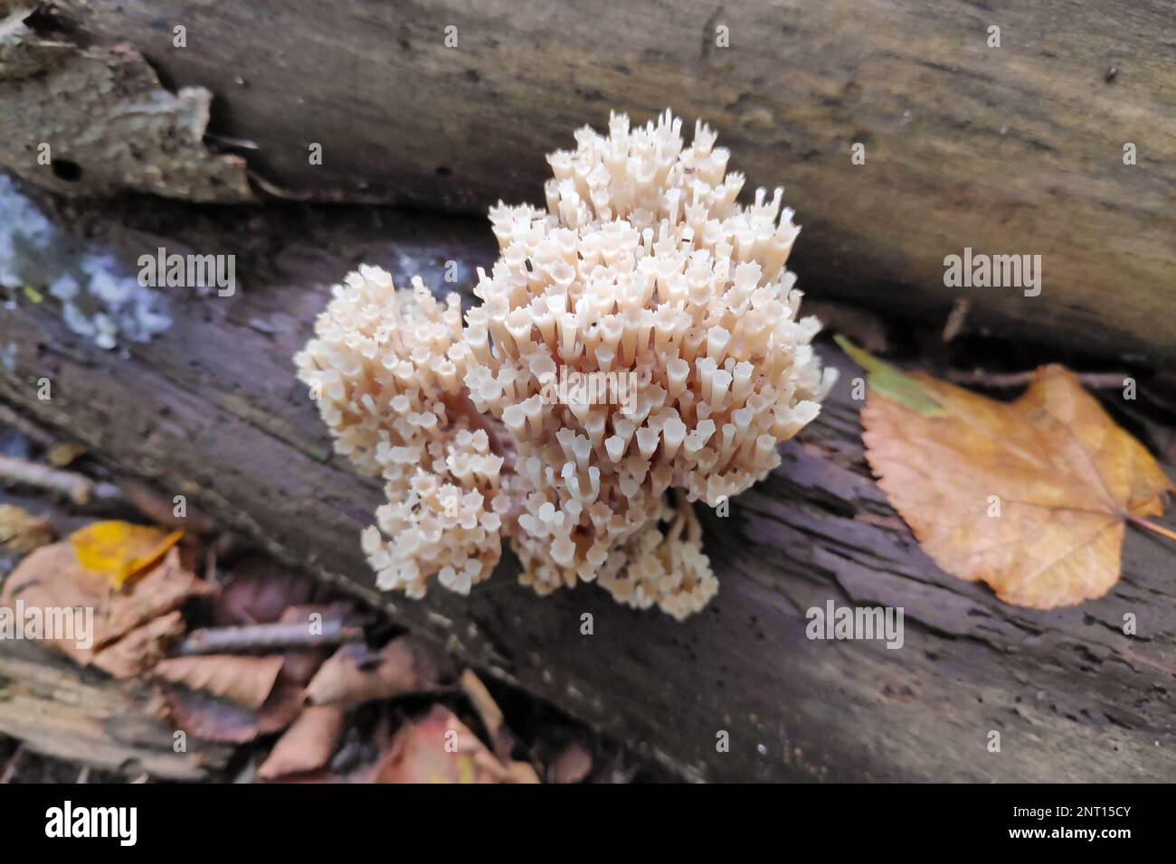 Artomyces pyxidatus est un champignon de corail qui est communément appelé corail de couronne ou champignon de corail à tête de couronne. Sa caractéristique la plus caractéristique est la couronne-L. Banque D'Images
