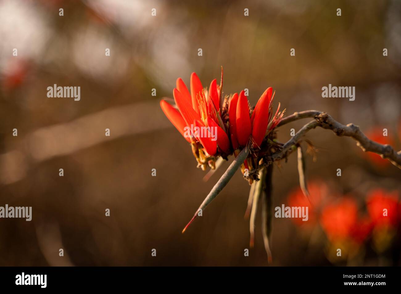 Belle fleur d'Erythrina variegata également connue sous le nom de griffe de tigre ou d'arbre de corail indien. Mise au point sélective utilisée. Banque D'Images