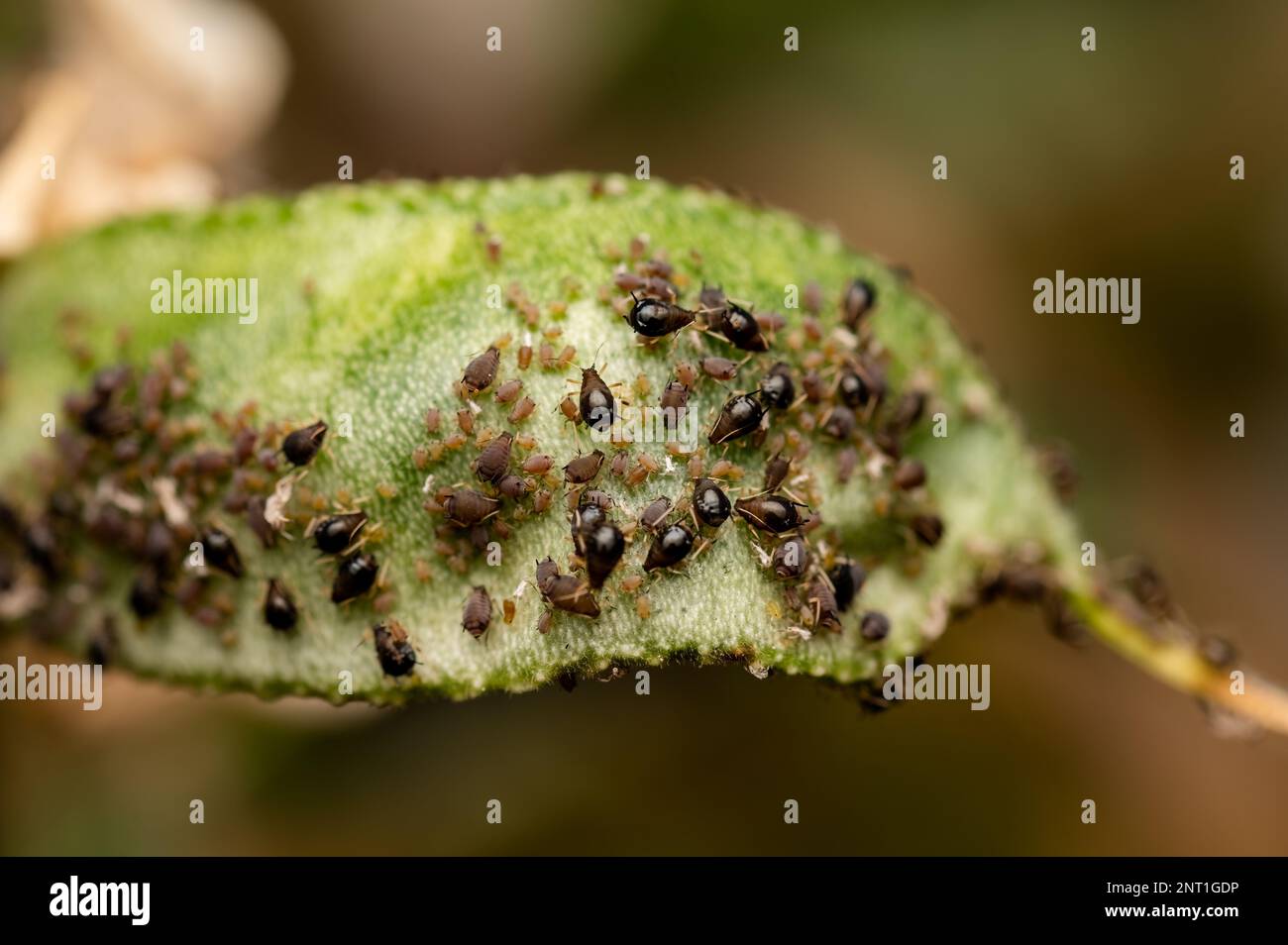 Pucerons sur la sève de la cellule d'aspiration des haricots de Lima. Les pucerons sont de petits organismes nuisibles à la succion de corps mou qui sont en grappe et causent la croissance raboutée. Banque D'Images