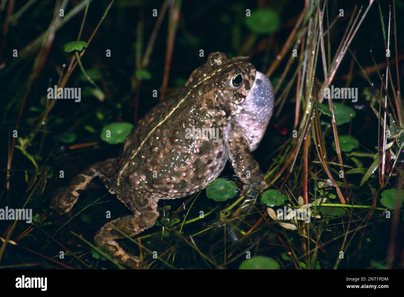 Crapaud de Natterjack, Épidalea calalita, un homme appelant avec un sac vocal gonflé, une poche ou une gorge dans un étang avec une végétation montrant une bande jaune à l'arrière, au Royaume-Uni Banque D'Images